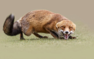Fox rolling grass open mouth - its mouth wide open free wallpaper