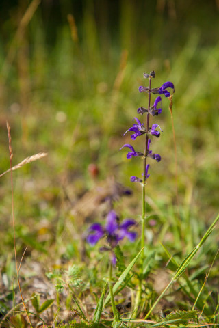 Purple flower grass tree branch - free nature wallpaper