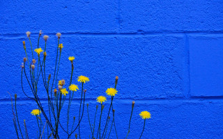 Blue wall yellow flowers minimalist - a blue wall free wallpaper