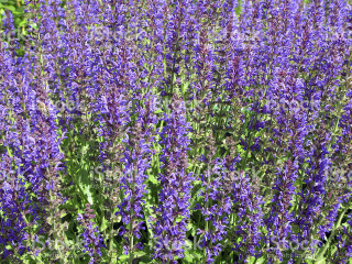 Purple flower field royalty art - aquirax uno free wallpaper