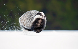 Raccoon snowfall winter impressionist aurora - in the wintertime time free wallpaper