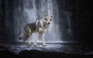 Wolf rock waterfall dog beach - the rock free wallpaper