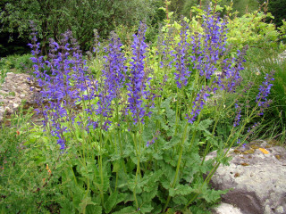 Purple flower field rock wall - domirinic fegallia free wallpaper