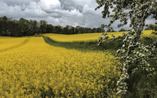 Yellow flowers cloudy sky trees - bernd fasching free wallpaper