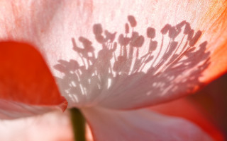 Flower shadow red white macro - alison kinnaird free wallpaper