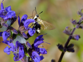 Bees purple flower macro bug - domirinic fegallia free wallpaper