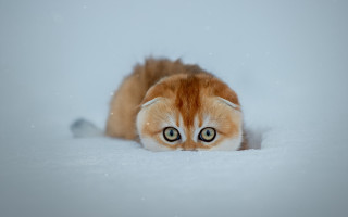 Surreal cat snow shiba inu - surrealism free wallpaper