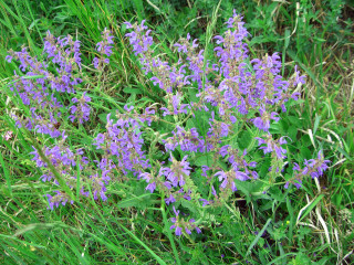 Purple flowers field grass weeds - an illustration free wallpaper