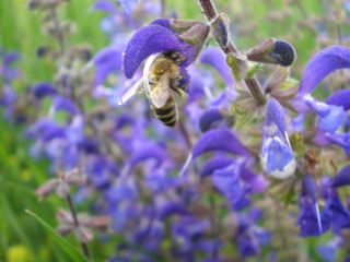 Bee purple flower blue field - a bee free wallpaper