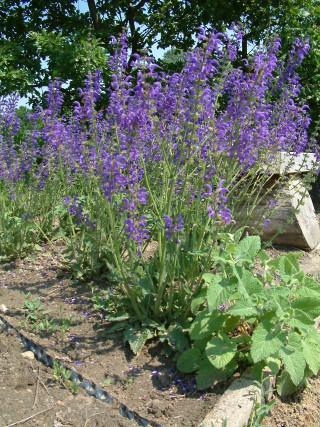 Garden purple flowers rocks bench - boetius adamsz bolswert free wallpaper