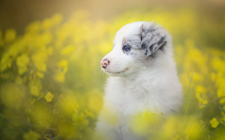 Puppy sad eyes flower field - a field of flowers free wallpaper