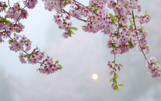Cherry blossom branch moon foggy - the foggy sky free wallpaper