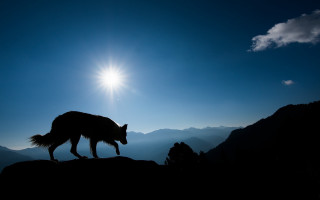 Dog mountains sunset silhouette light - the mountain free wallpaper