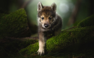 Wolf cub forest curious nature - mossy free wallpaper