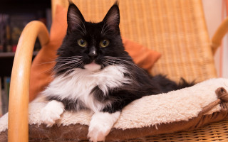 Black white cat sitting chair - symmetrical free wallpaper