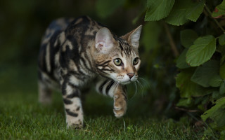 Kitten green field bush blurry - david young cameron free wallpaper