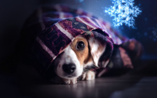 Dog under blanket snowflake blue - a blanket free wallpaper for desktop