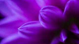 Purple flower water droplets macro 29 - amano free wallpaper