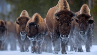 Bison winter snowy woods nature - winter time free wallpaper
