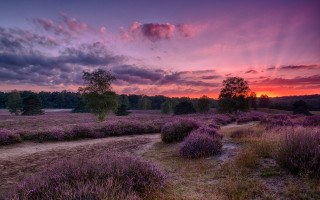 Sunset purple flowers dirt path - the grass free wallpaper
