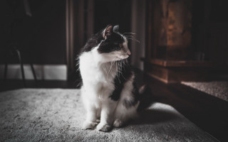 Black white cat carpet room - tonalism free wallpaper