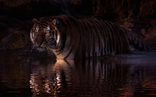 Tiger night water reflection photorealistic - a tiger free wallpaper