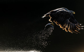Bird landing over water art - a flemish baroque free wallpaper