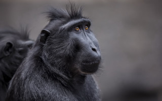 Black monkey long hair concerned - alex petruk ape free wallpaper