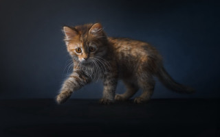 Small kitten walking black surface - a small kitten free wallpaper