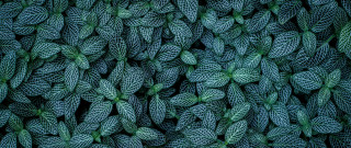 Green leaves closeup minimalism foliage - a close up of a group free wallpaper