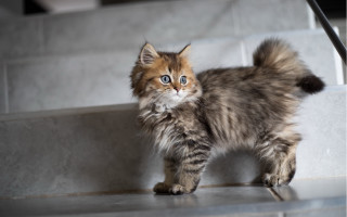 Fluffy blue eyed kitten stepway - a white wall behind free wallpaper