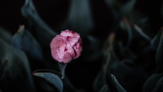 Pink flower dark background macro - a pink flower free wallpaper for desktop
