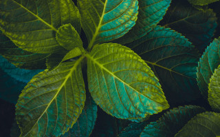 Green leafy plant water droplets 2 - a green leafy plant free wallpaper