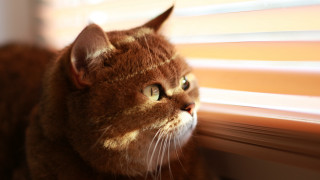 Cat window blinds sunny day - sunny day free wallpaper