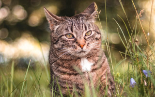 Sad cat in grass dandelion - a stock photo free wallpaper
