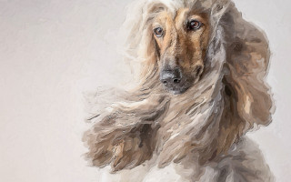 Long haired dog looking camera - postimpressionism free wallpaper