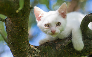 White kitten tree branch curious - curious free wallpaper