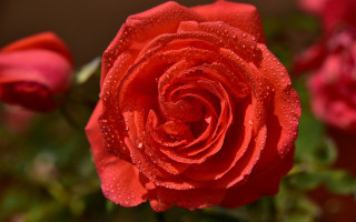Red rose water droplets macro 31 - a brown background free wallpaper