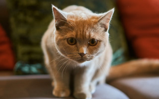 Cat serious couch focus bokeh - serious free wallpaper