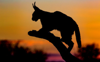 Monkey sunset branch fire torch - tail free wallpaper