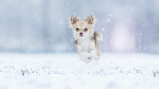 Small dog running snow winter 2 - a small dog free wallpaper