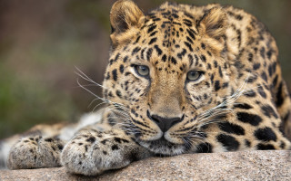 Leopard resting rock blurry background - its paw free wallpaper