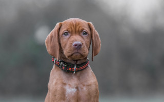 Brown dog red collar up - de stijl free wallpaper