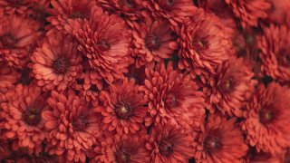 Red flower bouquet macro closeup - a black border free wallpaper