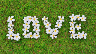 Joy flower field nature ecological - the letter free wallpaper