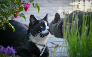 Black white cat plant reflection - bálint kiss free wallpaper