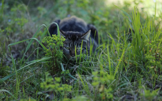 Cat hiding grass daylight ecological - a cat free wallpaper for desktop
