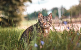 Cat grass bokeh nature outdoors - neoplasticism free wallpaper