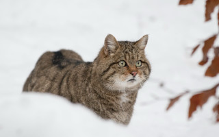 Sad cat snowy background blurry - the snow free wallpaper for desktop