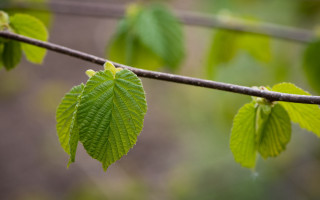 Branch green leaves rain blurry - the rain free wallpaper